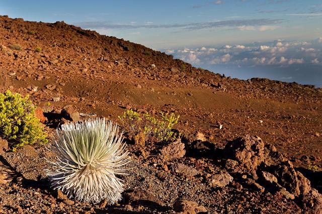 022 Maui, Haleakala NP, Silversword.jpg